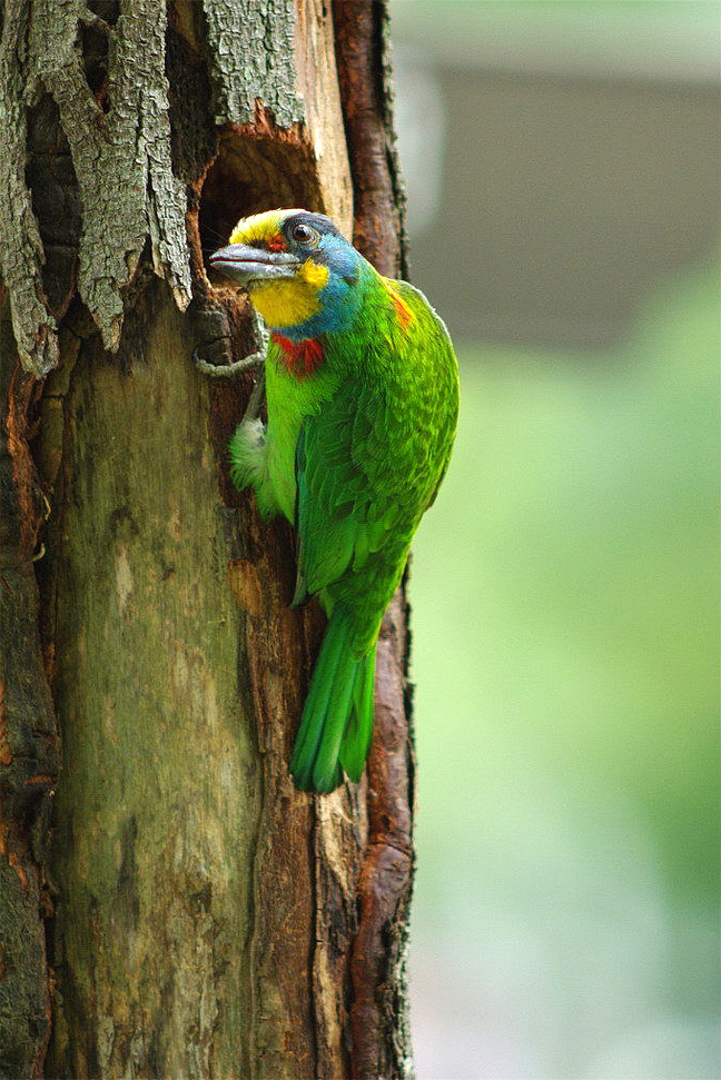 Animals native to Taiwan