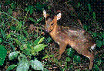 Introducing mammals native to Taiwan