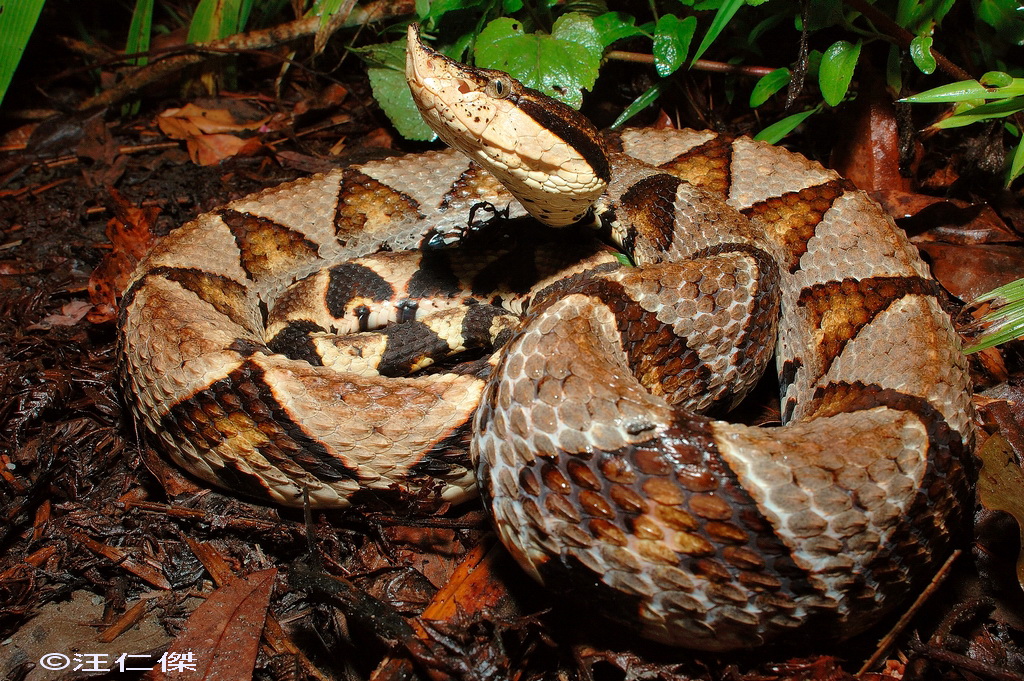 Three more animals native to Taiwan