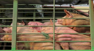 Government takes measures to regulate pork prices