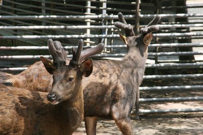 Deer attacks two Taiwanese tourists in Japan