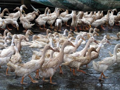 Dioxin-contaminated duck is isolated case: FDA