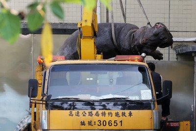Global news media report on Taiwanese hippo’s death