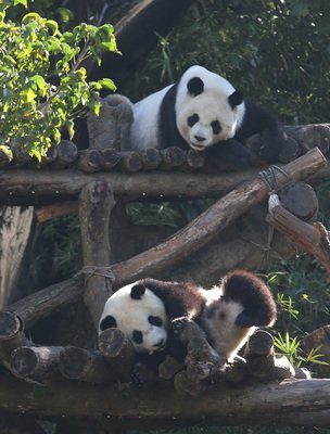 Taipei panda cub Yuanzai moving out to her own pad