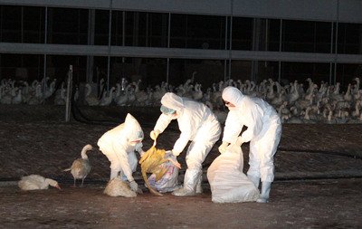Agriculture minister confirms H5N8 detected at goose farm
