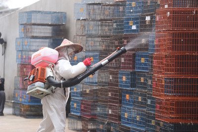 Slaughter of ducks, geese resumes Wednesday