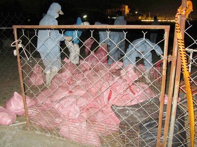 H5N3 avian flu virus found in Taiwan for the first time
