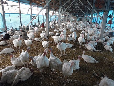 Outbreak of bird flu spreads to Hsinchu County