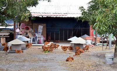 Bird flu detected in eastern Taiwan