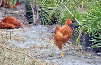 Number of poultry farms infected with bird flu nears 800