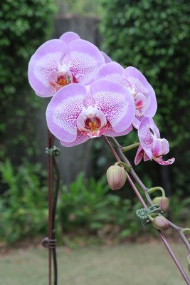 Taiwan set to stage key annual orchid trade fair