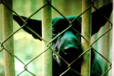 Microchip implants needed for tackling strays: Activists