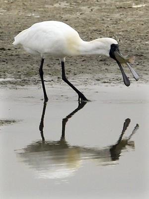 Southern Taiwan wetland gains international status as bird sanctuary
