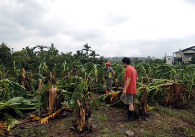 Agricultural losses from Typhoon Soudelor exceed NT$143m