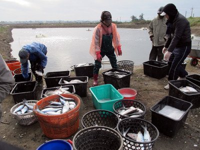 Cold weather brings US$13.3 million in agricultural losses