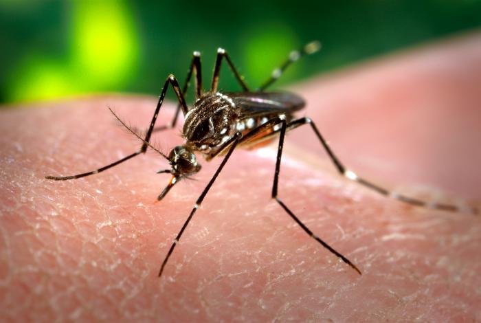 Foreign Ministry considering helping allies fight Zika