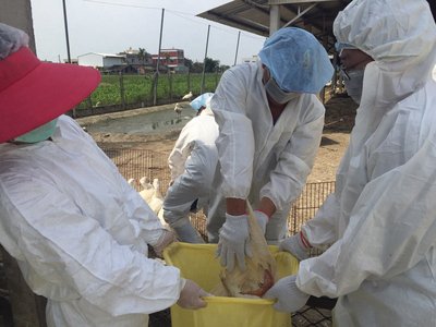 Geese infected with H5N2 culled in Chiayi county