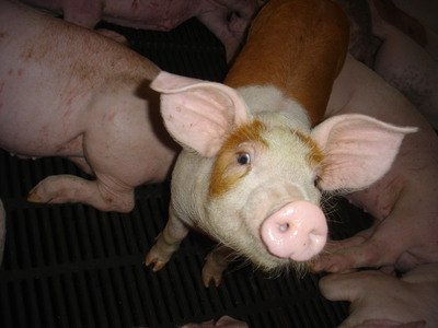 66% unsatisfied with lifting the ban of US pork: Survey