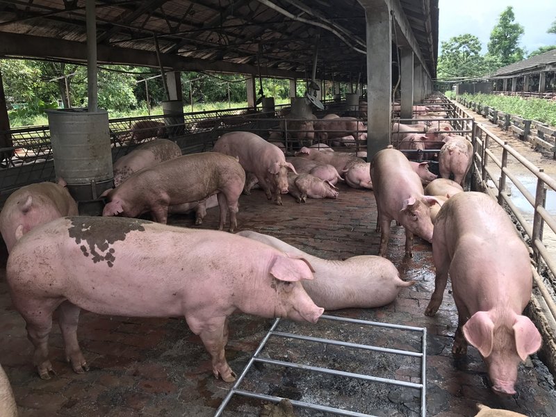 Dead pig found on the coast tests positive for African Swine Fever