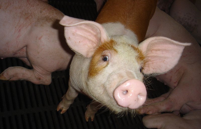 Taiwan steps up work to prevent African swine fever over holiday