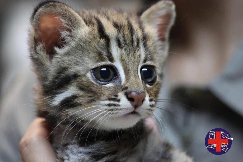 Taiwan's only remaining endemic cat species | Ep1