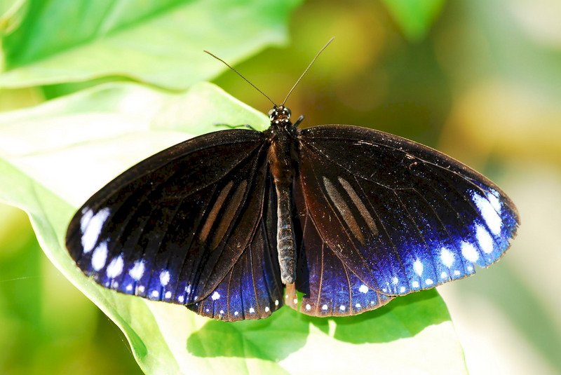 How Butterflies Helped Build Taiwan