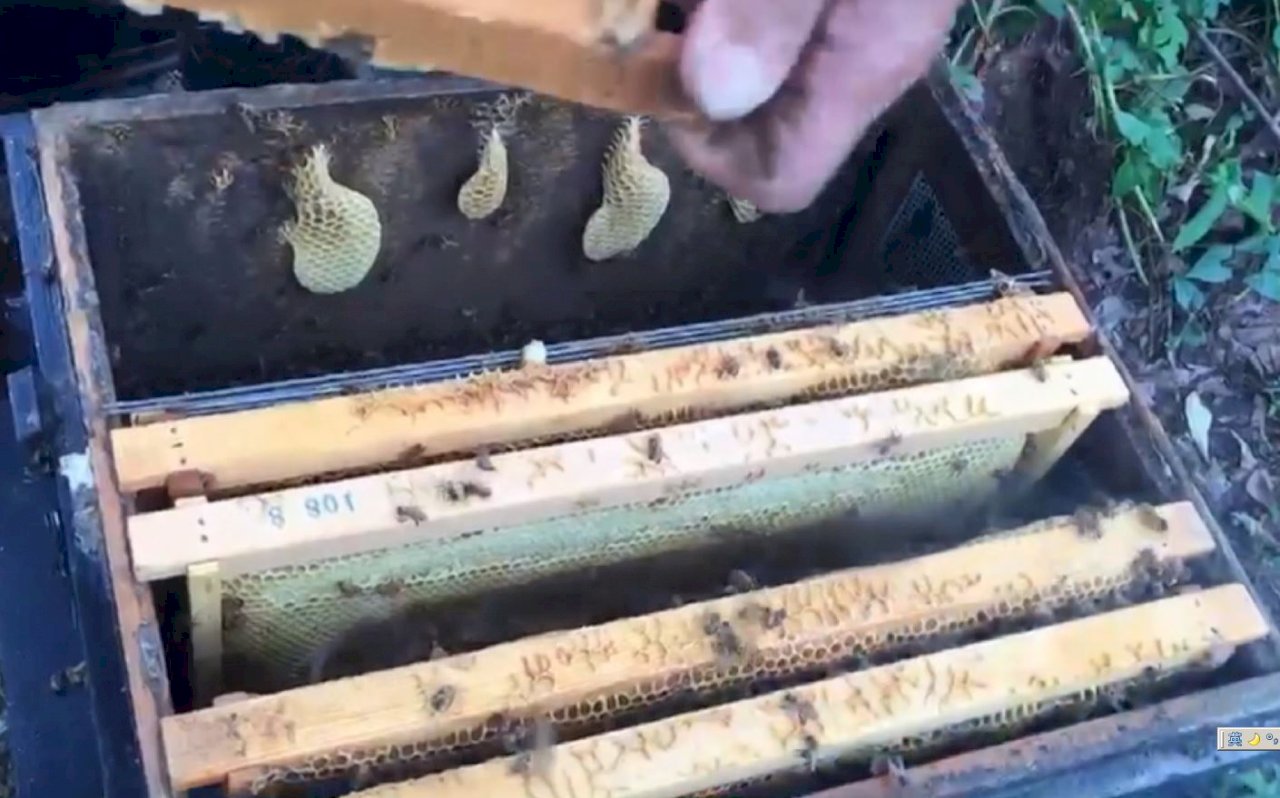 VIDEO: Police investigate poisoning of bees at Chiayi farm