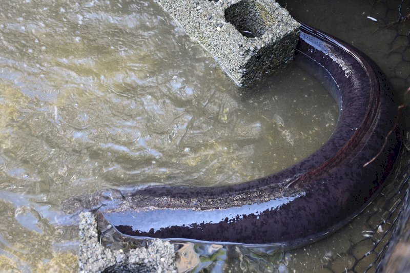 Video: Typhoon brings giant eel into Hualien fisherman’s net