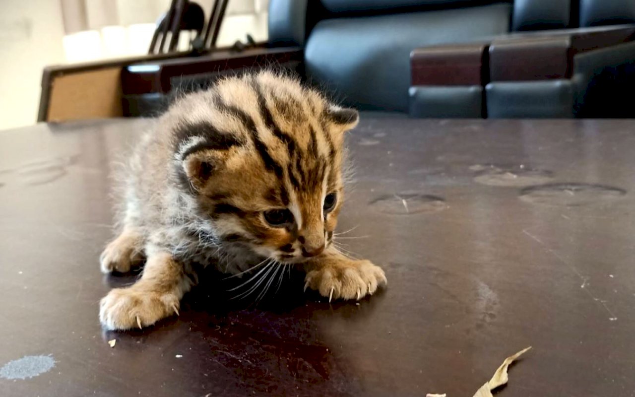 Video: Leopard cat kittens rescued from roadside ditch