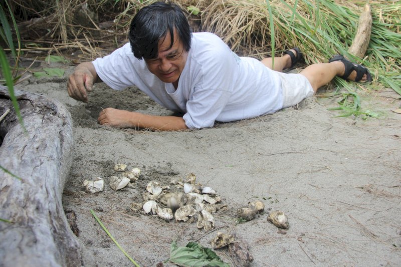 Rare baby green sea turtles hatch in Taitung County