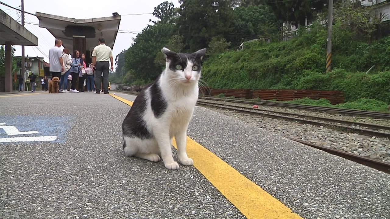 Train Station Cat becomes a beloved fixture in Alishan town