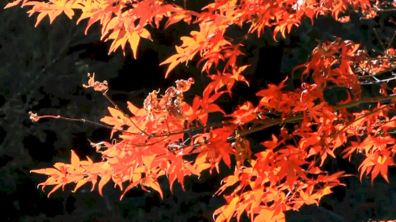 Fall foliage comes to Taiwan