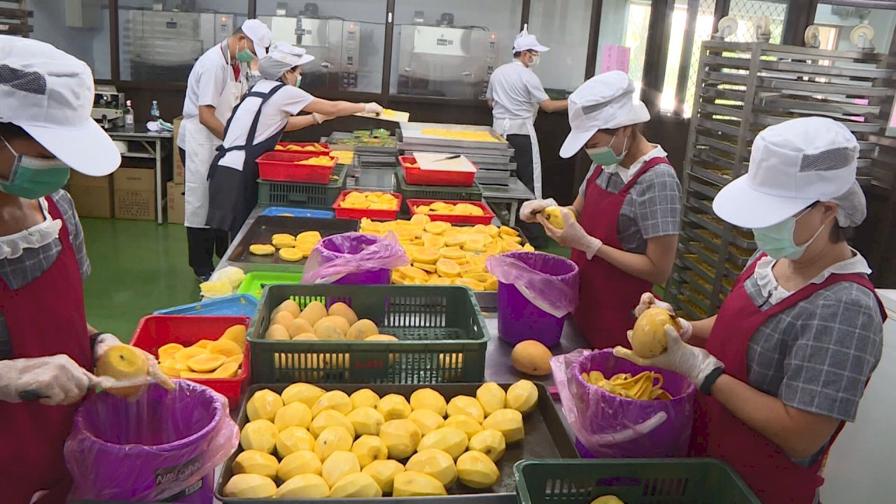 VIDEO: Mangoes rake in huge revenue for Changhua County farmers