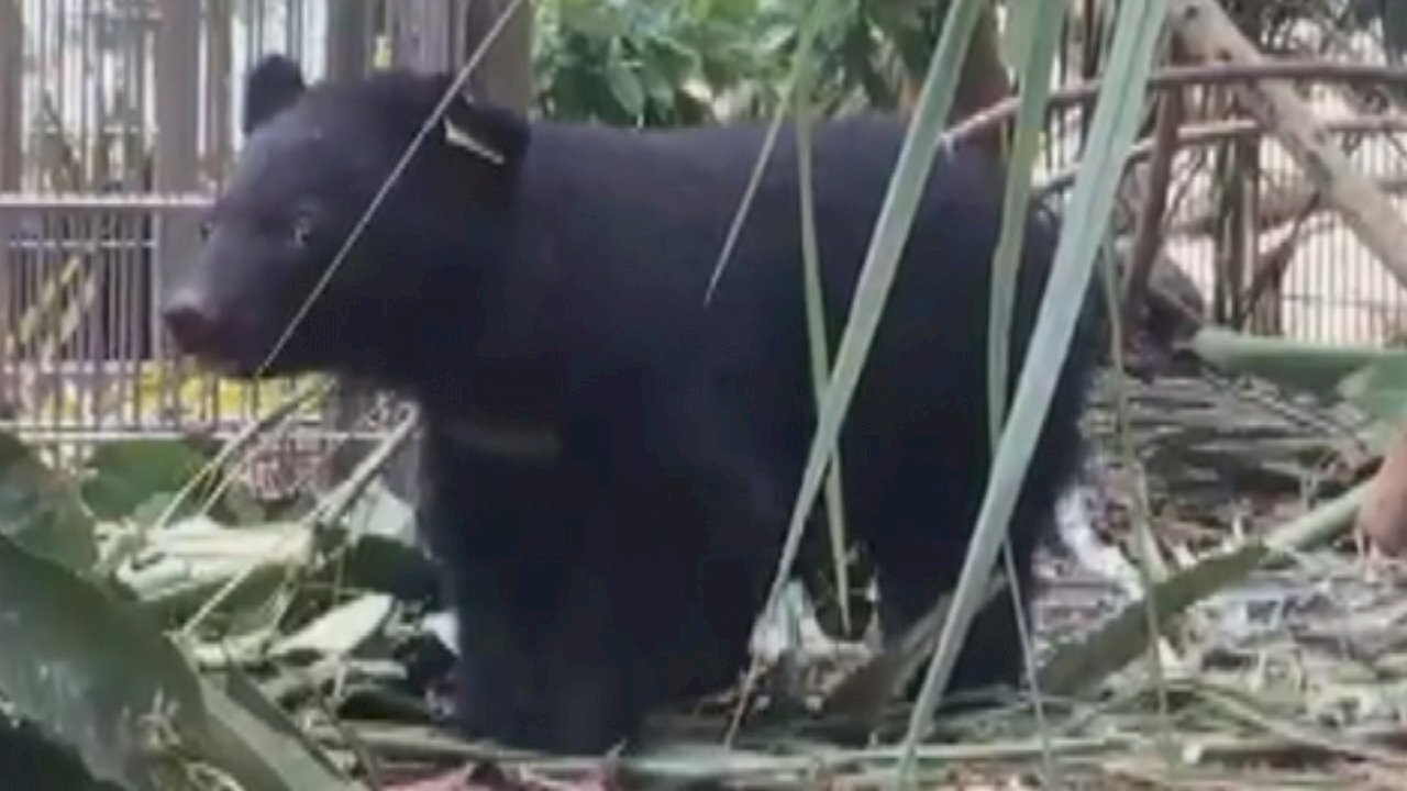 Video: Two little bears go on a big adventure