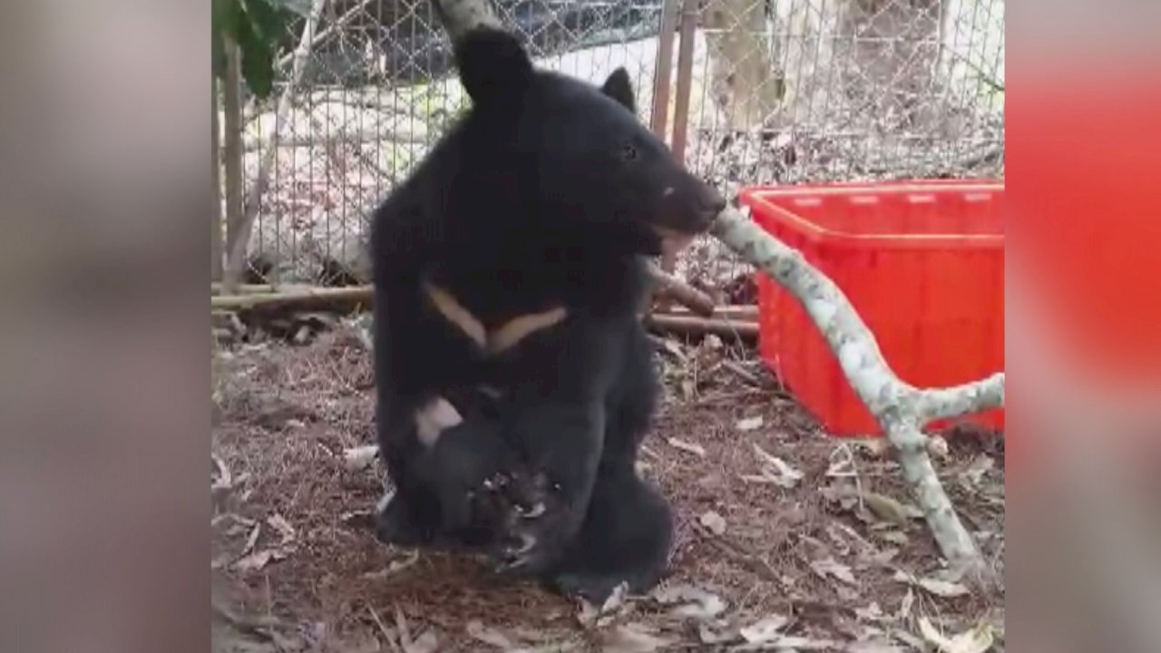 VIDEO: Rescued Formosan Black Bear cub to be sent back into the wild