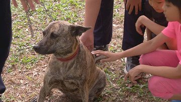 VIDEO: Tainan opens a vocational training center for stray dogs