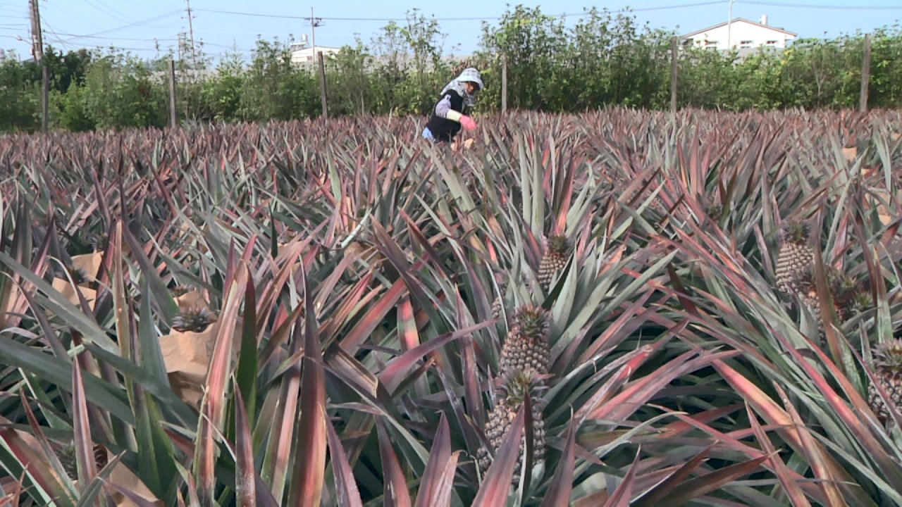 VIDEO: Pineapple farmers’ reaction to anti-infiltration law mixed