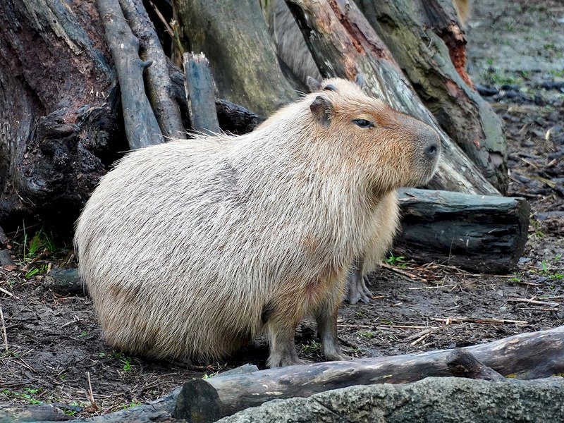 VIDEO: Taipei Zoo begins crowd control amidst increasing visitors