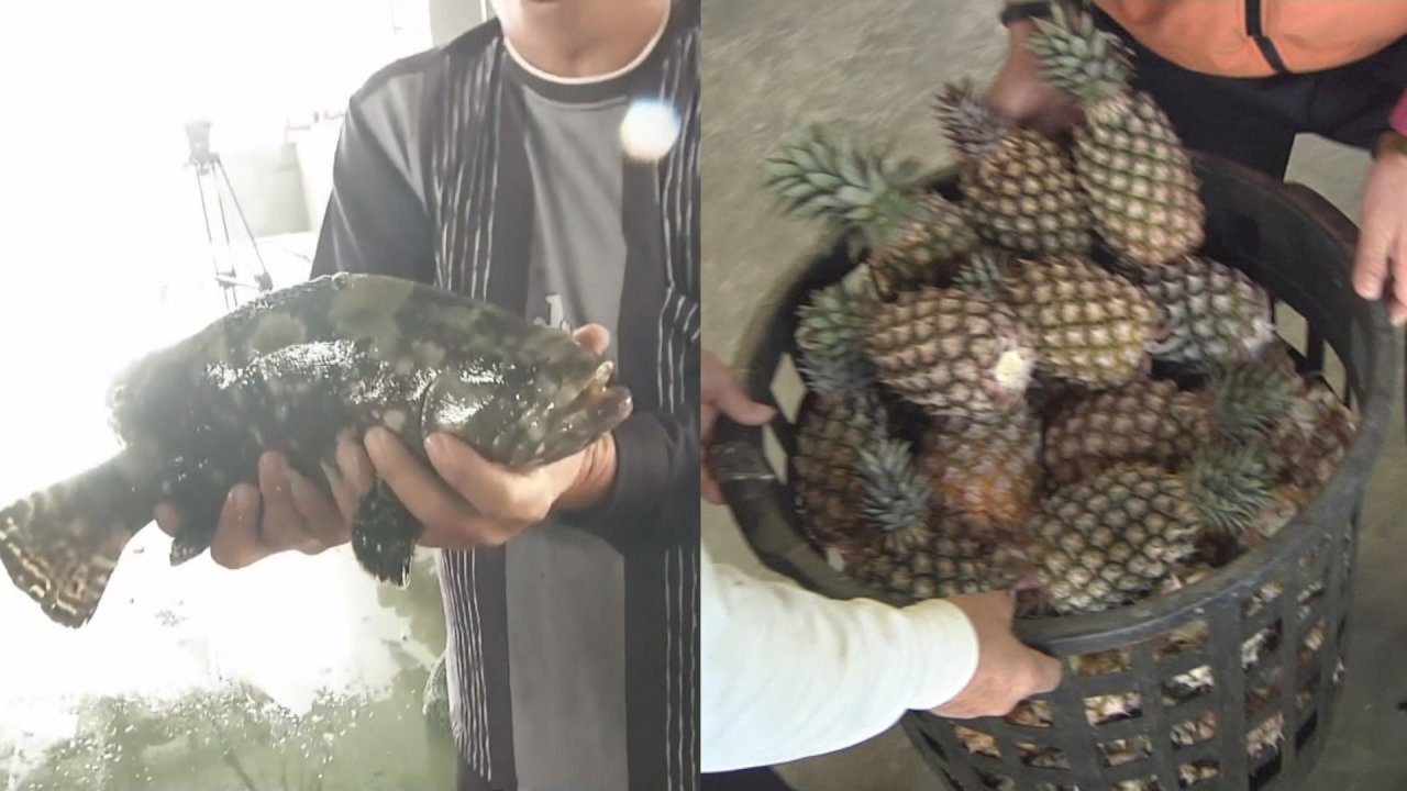 VIDEO: Exports of grouper, pineapples plummet amid virus outbreak