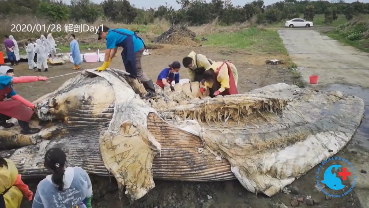 VIDEO: Taiwan sees first ever blue whale washed ashore