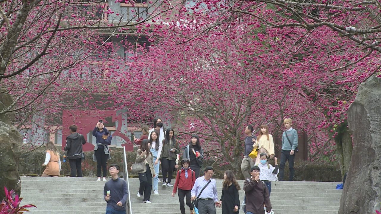 VIDEO: Taiwanese enjoy cherry blossoms in Nantou