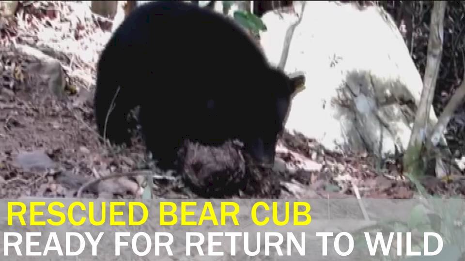 Video: Rescued Formosan black bear gets ready for return to wild