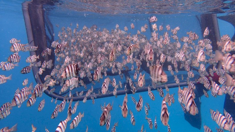 EPA to host summer camps to promote love for ocean