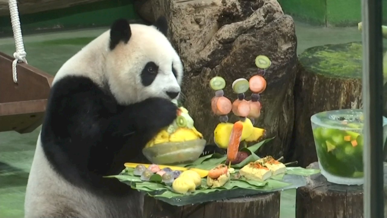VIDEO: Taipei Zoo holds a special tenth birthday celebration for panda Yuan Zai