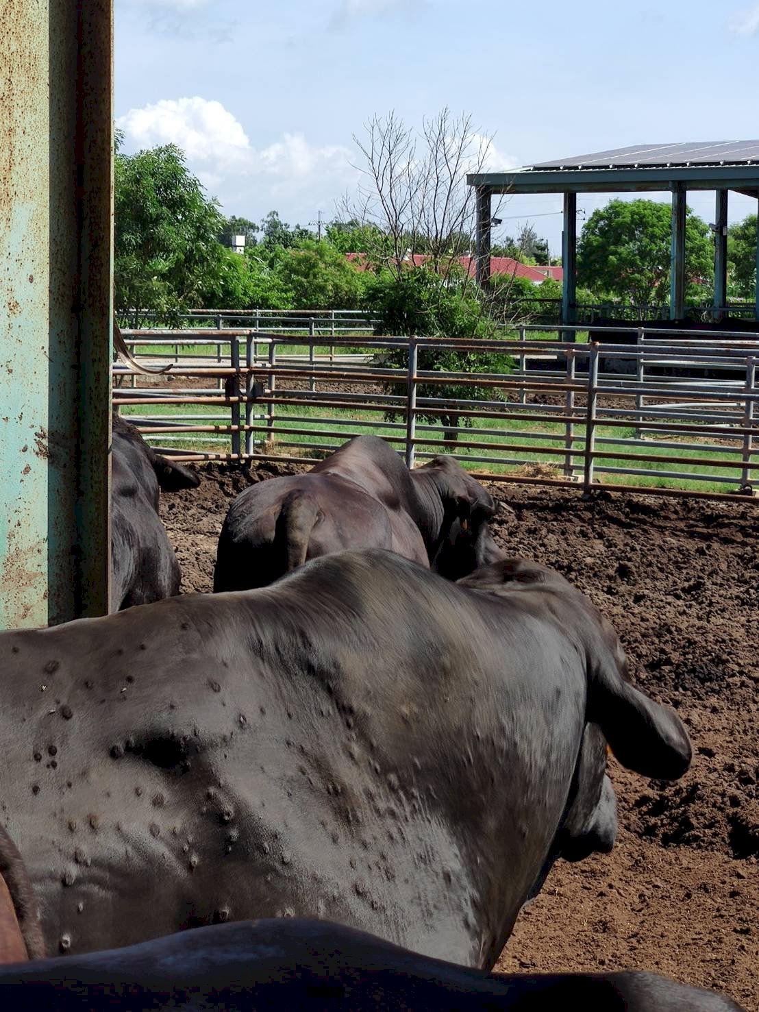 Taiwan races to vaccinate cattle in Kinmen against lumpy skin disease