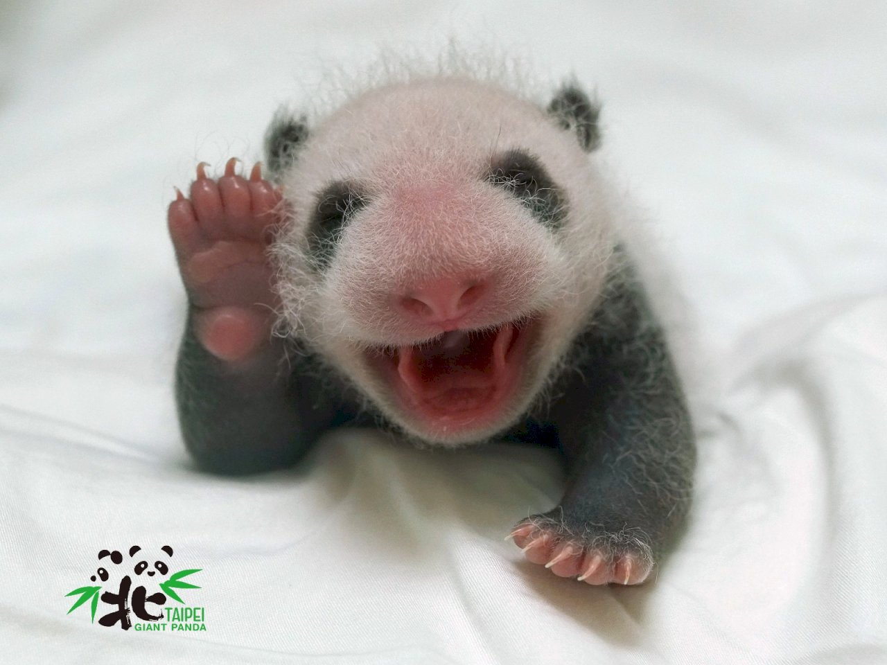 Taipei Zoo’s new panda cub has a nickname: Rou Rou