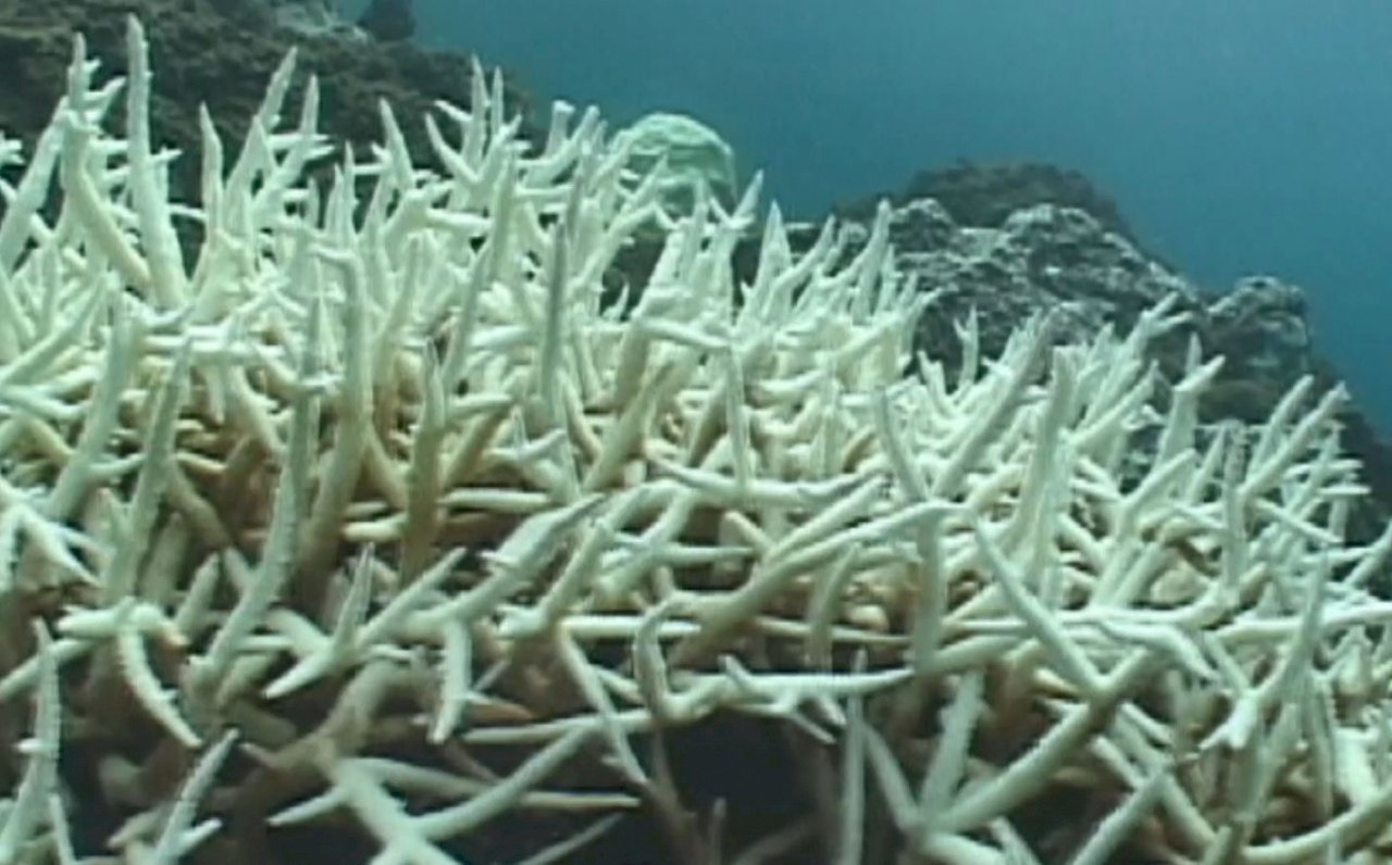 VIDEO: Coral bleaching affecting reefs around southern Taiwan