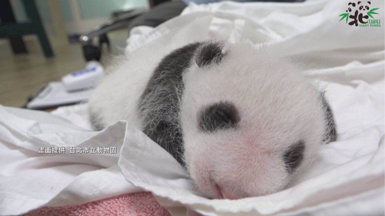 Taipei Zoo’s baby panda turns one month old!
