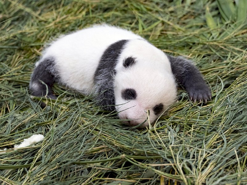 VIDEO: Taipei Zoo begins panda naming campaign