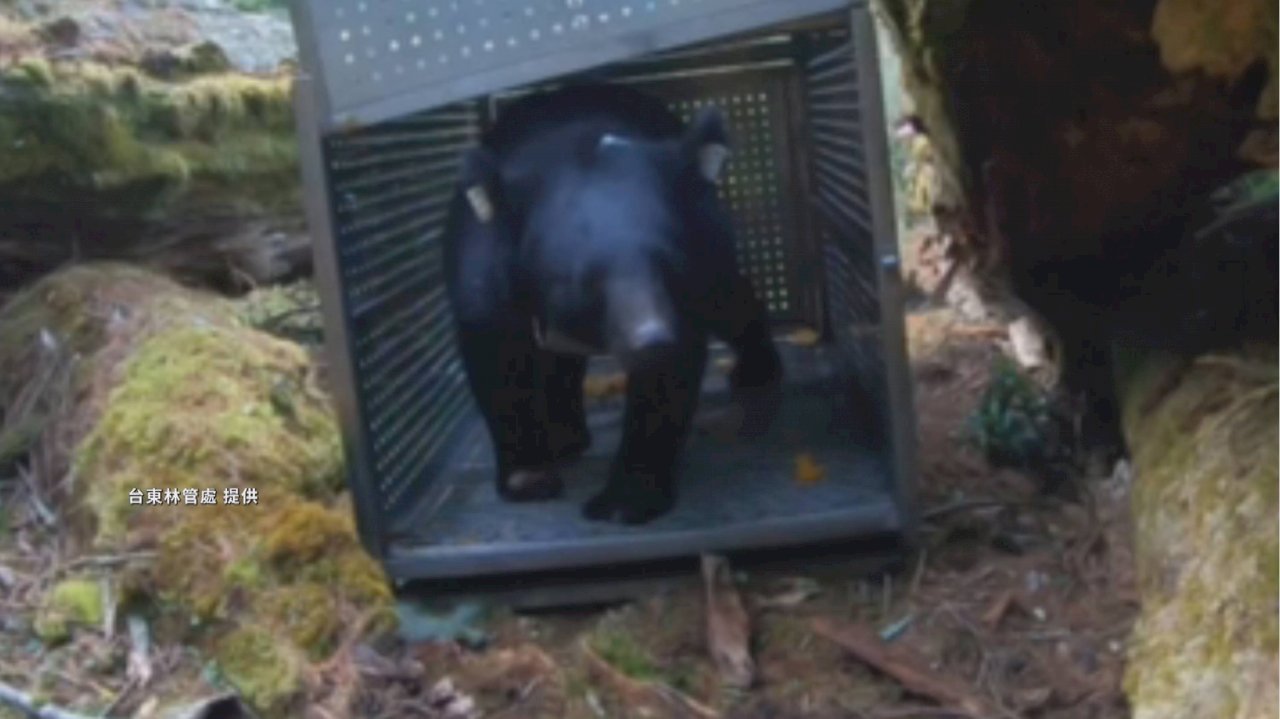 Rehabilitated Formosan Black Bear released into the wild